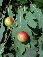 Hálky žlabatky dubové (Cynips quercusfolii)