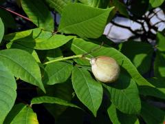 Jírovec drobnokvětý (Aesculus parviflora Walt.)