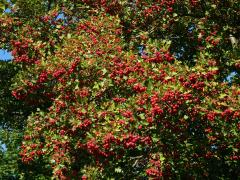 Hloh obecný (Crataegus laevigata (Poiret) DC.)