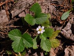 Jahodník obecný (Fragaria vesca L.), šestičetný květ (1a)