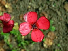 Len velkokvětý (Linum grandiflorum Desf.) s čtyřčetným květem