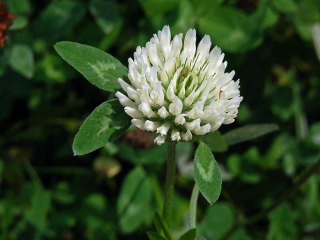 Jetel luční (Trifolium pratense L.) s květy bílé barvy (3c)