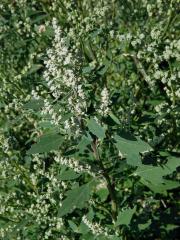 Merlík bílý (Chenopodium album L.)   