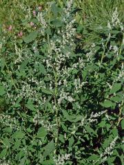 Merlík bílý (Chenopodium album L.)