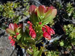 Brusnice (Vaccinium reticulatum Sm.)   