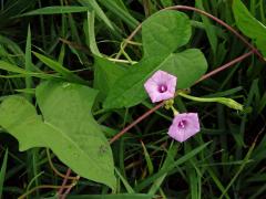 Povijnice (Ipomoea triloba L.)