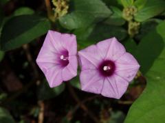 Povijnice (Ipomoea triloba L.)