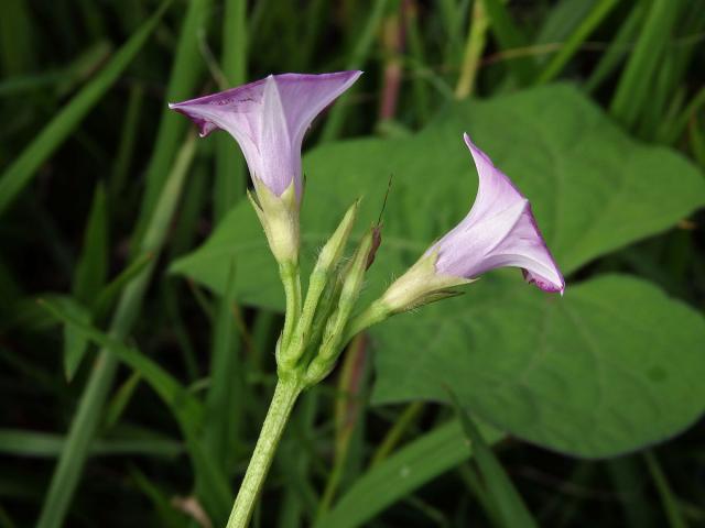 Povijnice (Ipomoea triloba L.)