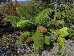 Sadleria cyatheoides Kaulfuss