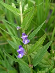 Šišák vroubkovaný (Scutellaria gelericulata L.)