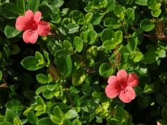 Barleria repens Ness