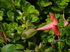 Barleria repens Ness