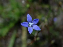 Wahlenbergia gracilis Schrad.
