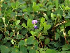 Stužkovec (Desmodium Desv.)