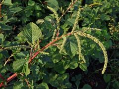 Laskavec (Amaranthus spinosus L.)