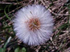 Podběl lékařský (Tussilago farfara L.)