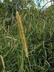 Dochan (Pennisetum purpureum Schumacher)