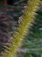 Dochan (Pennisetum purpureum Schumacher)