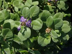 Drmek okrouhlolistý (Vitex rotundifolia L. f.)