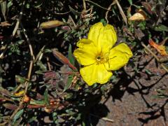 Pupalka tuhá (Oenothera stricta Ledeb. ex Link)