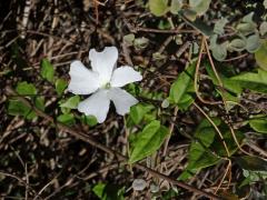 Thunbergie (Thunbergia fragrans Roxb.)