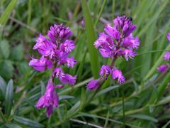 Vítod větší (Polygala major Jacq.)