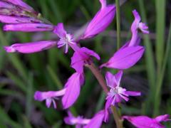 Vítod větší (Polygala major Jacq.)