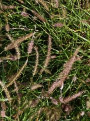 Dochan (Pennisetum setaceum (Forssk.) Chiov.)