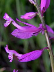 Vítod větší (Polygala major Jacq.)