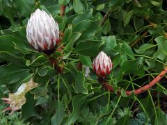 Protea cynaroides (L.) L.