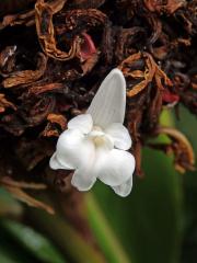 Galgán nachový (Alpinia purpurata (Vieill.) K. Schum)