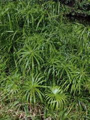 Šáchor (Cyperus involucratus Rottb.)   