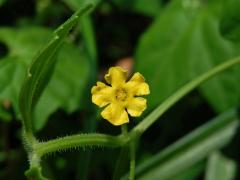 Melothria pendula L.