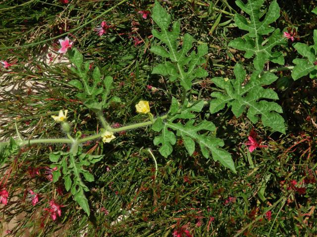 Lubenice obecná (Citrullus lanatus (Thunb.) Matsum. & Nakai)