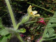 Lubenice obecná (Citrullus lanatus (Thunb.) Matsum. & Nakai)