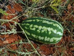 Lubenice obecná (Citrullus lanatus (Thunb.) Matsum. & Nakai)