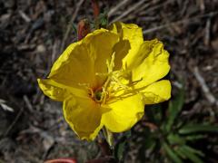 Pupalka tuhá (Oenothera stricta Ledeb. ex Link), květ s pětilaločnou bliznou