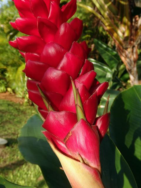 Galgán nachový (Alpinia purpurata (Vieill.) K. Schum), proliferace květů (3)