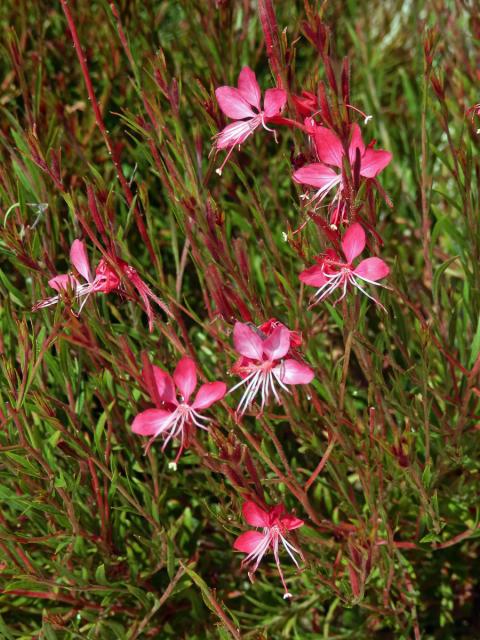 Gaura lindheimeri Engelm. & Gray