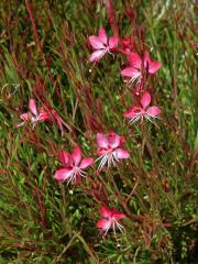 Gaura lindheimeri Engelm. & Gray 