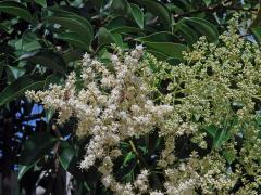 Čeleď: Ehretiaceae Mart.