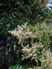 Ehretia acuminata R. Br.