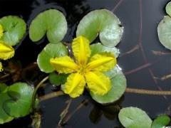 Plavín štítnatý (Nymphoides peltata (S. G. Gmel.) O. Kuntze)