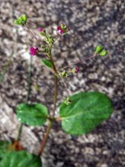 Boerhavia L.