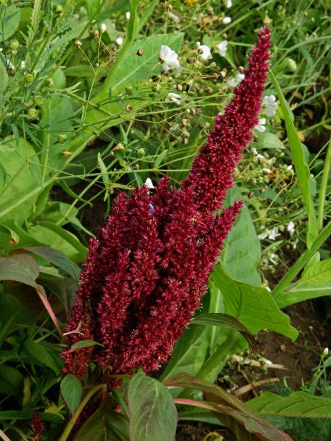 Laskavec krvavý (Amaranthus cruentus L.)