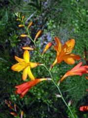 Montbrécie (Crocosmia Planch.) 