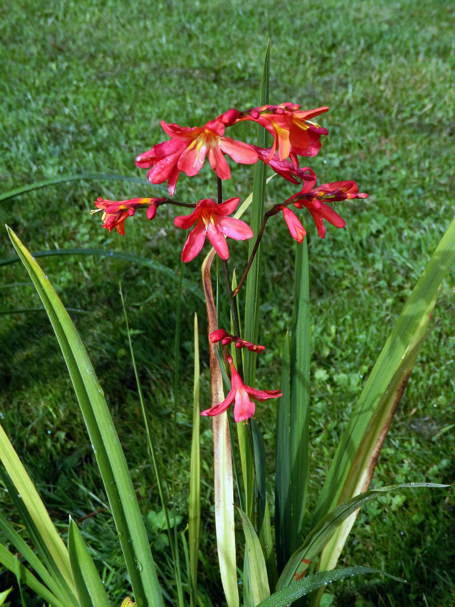 Montbrécie (Crocosmia × crocosmiiflora (Lemoine) N. E. Br.)