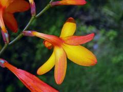 Montbrécie (Crocosmia × crocosmiiflora (Lemoine) N. E. Br.)