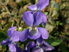 Violka Rivinova (Viola riviniana Rchb.)