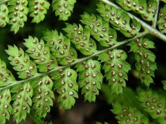 Kapraď rozložená (Dryopteris dilatata (Hoffm.) A. Gray)